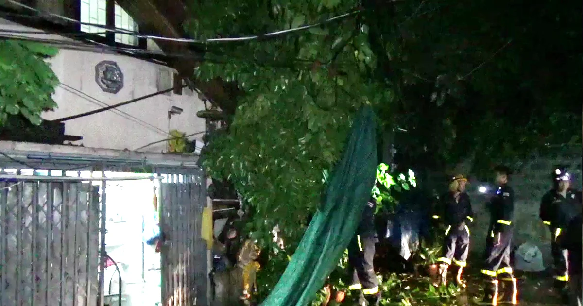 ฝนถล่มกลางดึก! กระแสลมพัดต้นไม้หักโค่นทับบ้าน ซ.สุขสวัสดิ์ พังเสียหาย