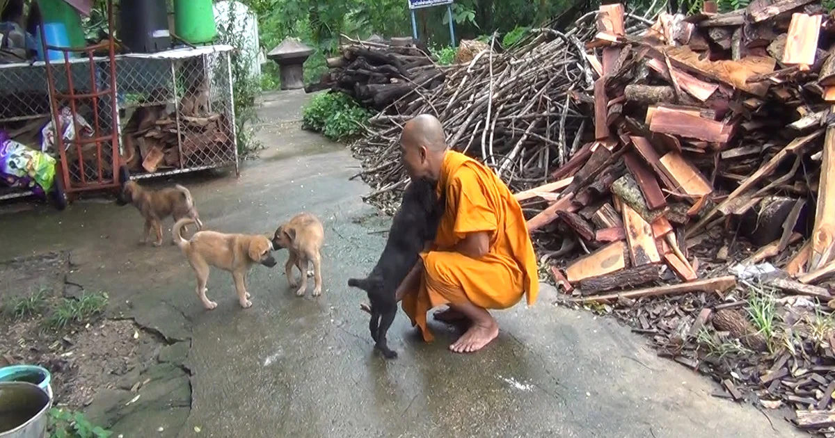 เจ้าอาวาส วัดเวฬุวนาราม สนับหนุนขึ้นทะเบียน หมา-แมว 