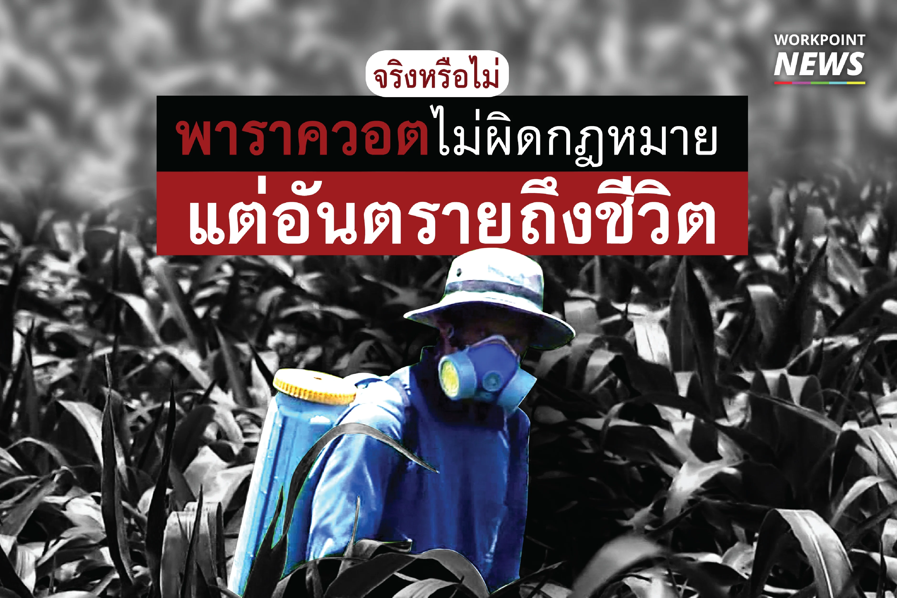 จริงหรือไม่ พาราควอตไม่ผิดกฏหมาย แต่อันตรายถึงชีวิต