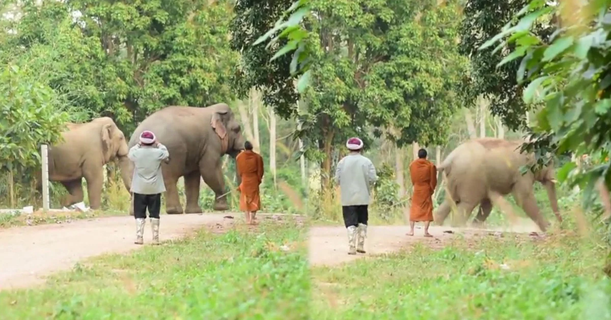 ช้างป่าเผ่น กลัวไม้เรียวหลวงพ่อ