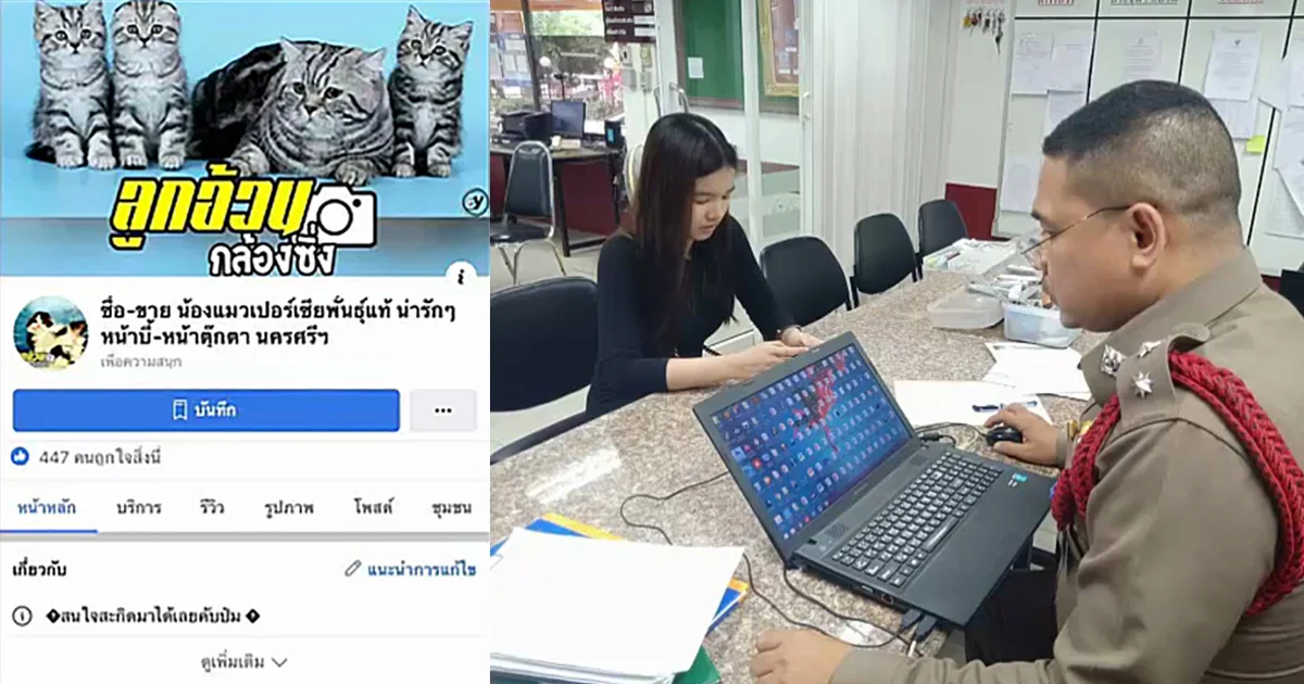 สาวบังคับคดีแจ้งจับ เพจตุ๋นขายลูกแมวเปอร์เซีย ลวงโอนเงินก่อนเชิดหนี