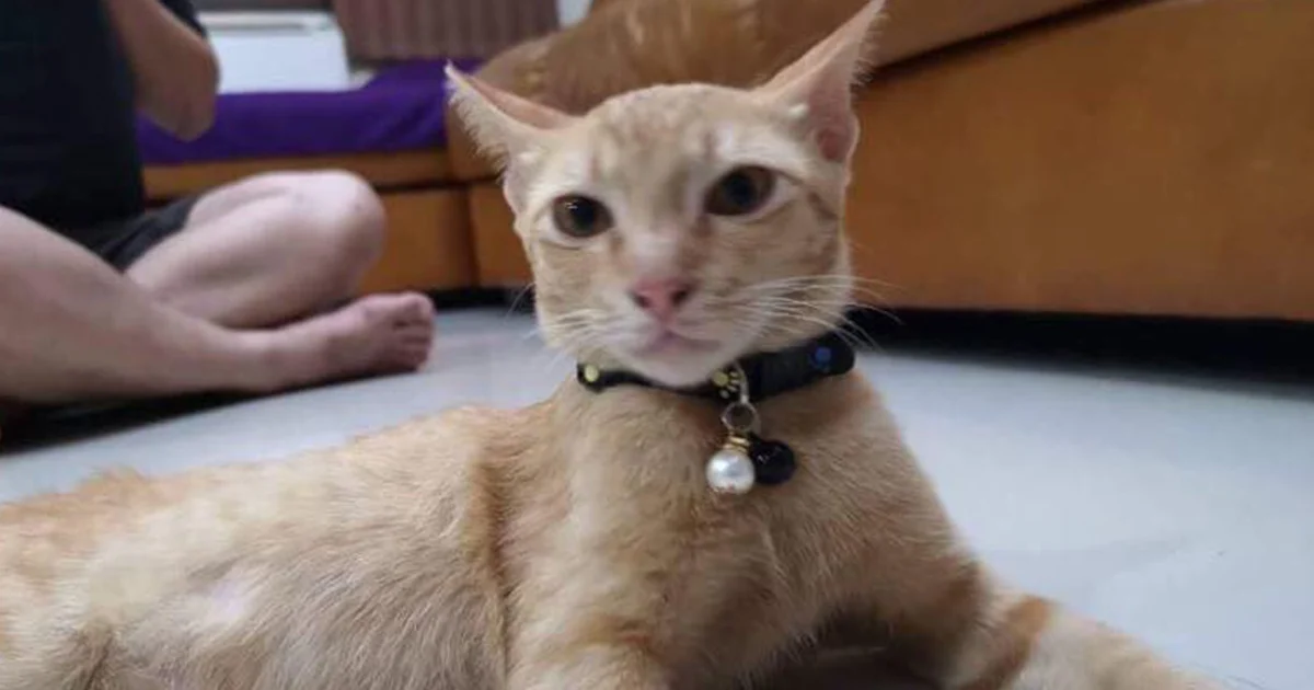 รับแมวไปเลี้ยงอ้างหาย สุดท้ายพบตายในแทงก์น้ำ