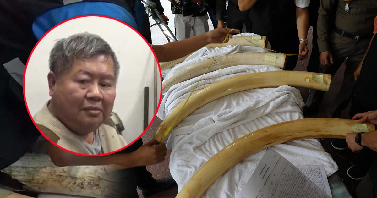 ‘เปรมชัย’ ยอมให้ตัดชิ้นส่วนงาช้างบางส่วนไปตรวจพิสูจน์เพื่อสู้คดี
