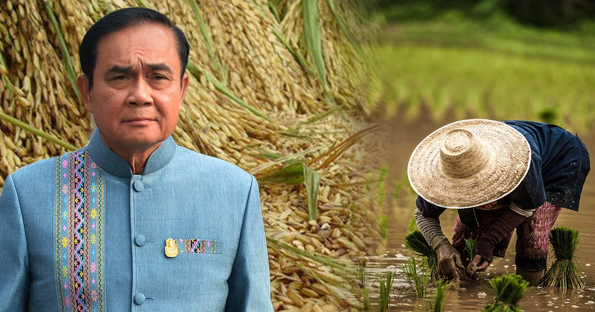 พ.ร.บ.ข้าว ไม่มีบทลงโทษชาวนา