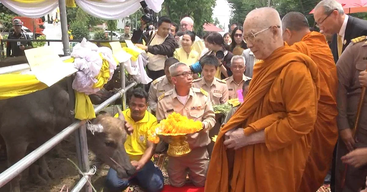 สมเด็จพระสังฆราช เสด็จเป็นประธานไถ่ชีวิตโค-กระบือ 421 ตัว