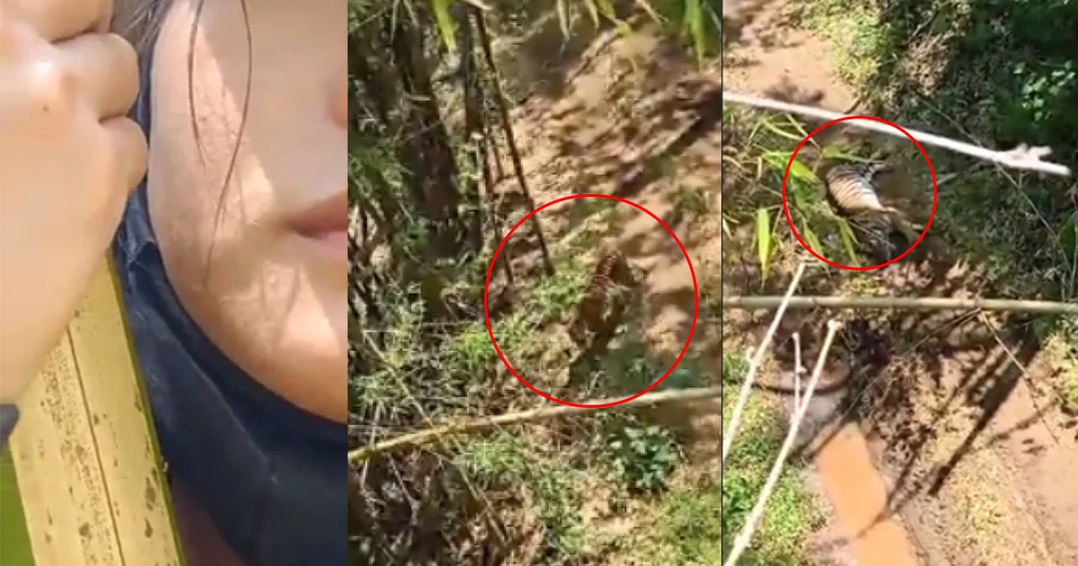 ครูสาวโหนต้นไผ่เกือบชั่วโมง หนีเสือทุ่งใหญ่ จ.กาญจนบุรี