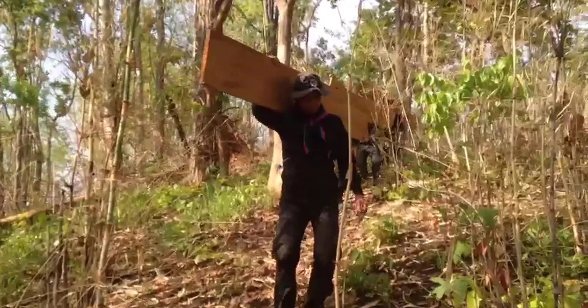 ทหารพรานสนธิกำลังเจ้าหน้าที่ป่าไม้ บุกจับไม้เถื่อนคาดมีนายทุนหนุนหลัง