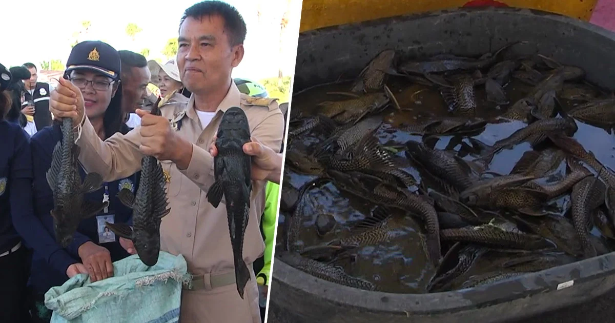 ผู้ว่าฯ ขอนแก่น เปิดเมนูเด็ดปราบ “ปลาซัคเกอร์” หลังแพร่พันธุ์รุกรานสัตว์น้ำท้องถิ่น