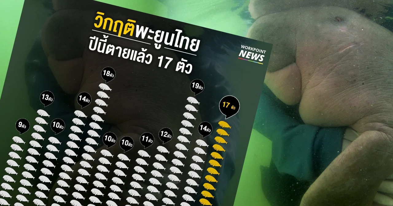 ปี 62 พะยูนตายแล้ว 17 ตัว มากที่สุดเมื่อเทียบกับสถิติช่วง 12 ปีที่ผ่านมา