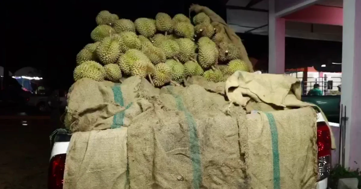 3 คนร้ายคลุมไอ้โม่ง บุกปล้นแม่ค้ารับซื้อทุเรียน ได้เงินสดไปกว่า 2 แสนบาท