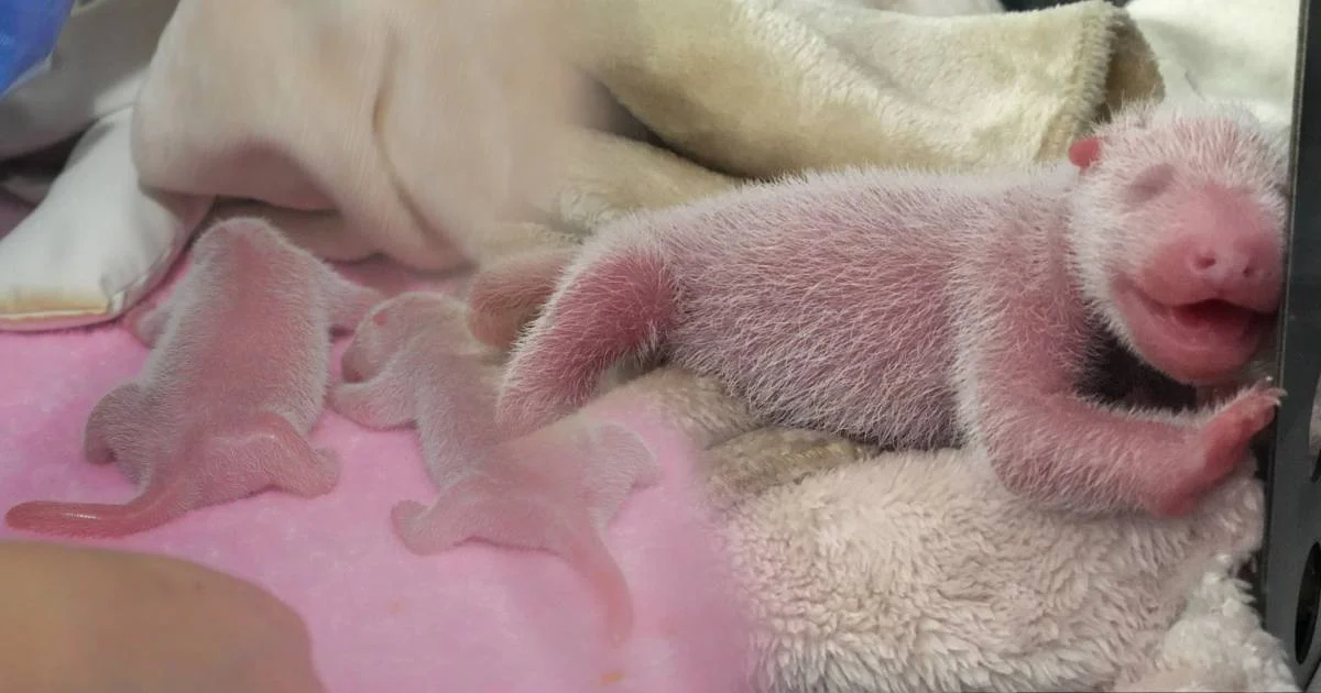 สุดน่ารัก ‘สองแพนด้าน้อย’ ลืมตาดูโลกที่เสฉวน น้ำหนัก 176.6 กรัม และ131.4 กรัม