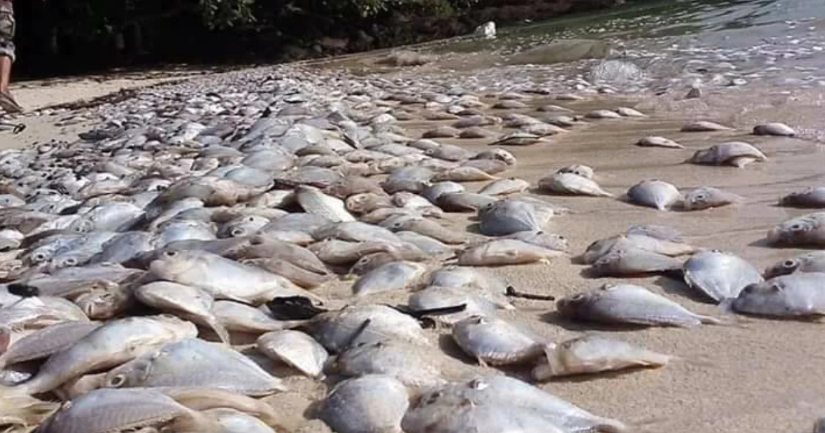 ปลาตายเกลื่อนหาด จ.ภูเก็ต คาดชาวประมงจับมาแล้วไม่ใช่ที่ต้องการ เลยเททิ้งทะเล