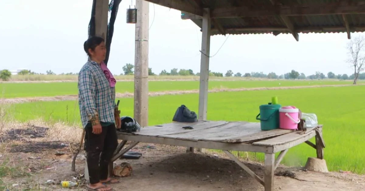 ชาวนายันจะขอใช้ 3 สารเคมีเกษตรต่อ “ธนาธร” ตกใจต้องใช้งบ 2 พันล้านกำจัดที่ค้างสต๊อก