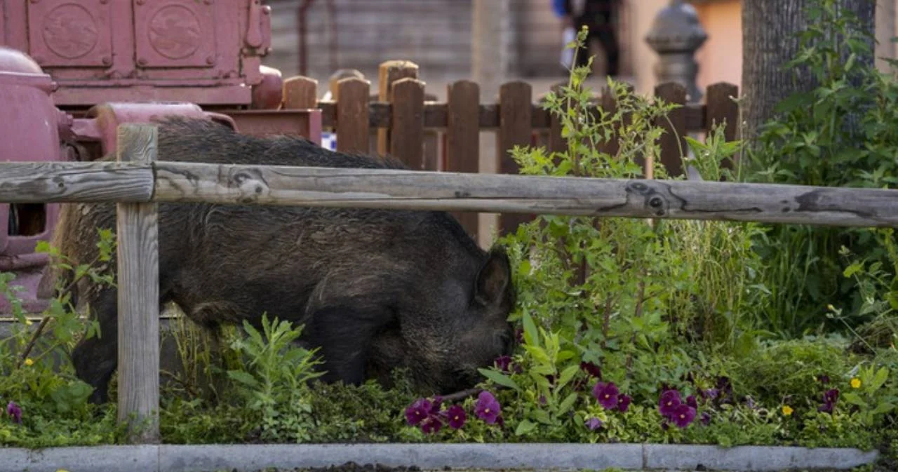 เยอรมนีพบซากหมูป่าติด ‘ไข้หวัดหมูแอฟริกัน’ ครั้งแรกในประเทศ