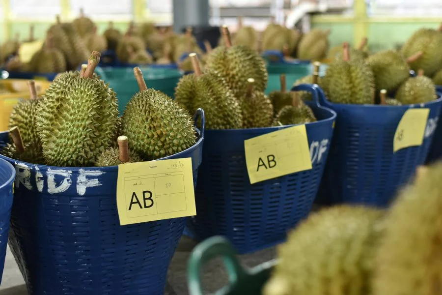 ทุเรียน ซีพี