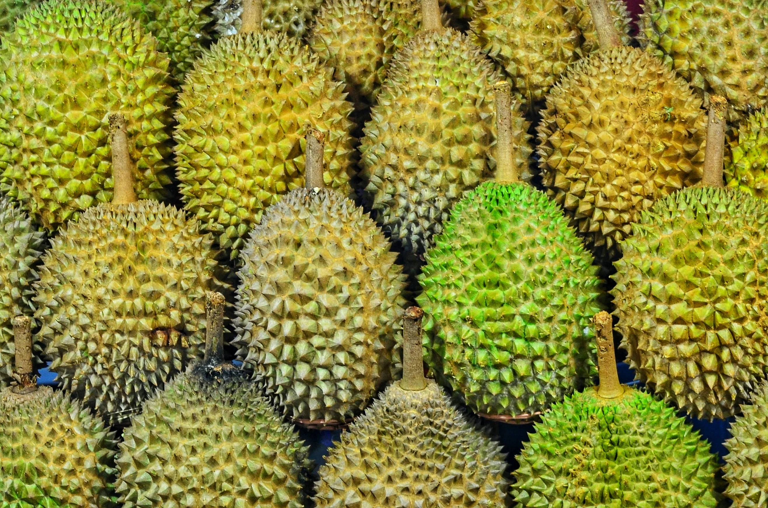 ไทยส่งออกทุเรียนปี 64 มูลค่ากว่าแสนล้าน คาดปีนี้เจรจาส่งออกผลไม้ไปจีน 4 ประเด็นพร้อมขยายตลาดสู่ตะวันออกกลาง