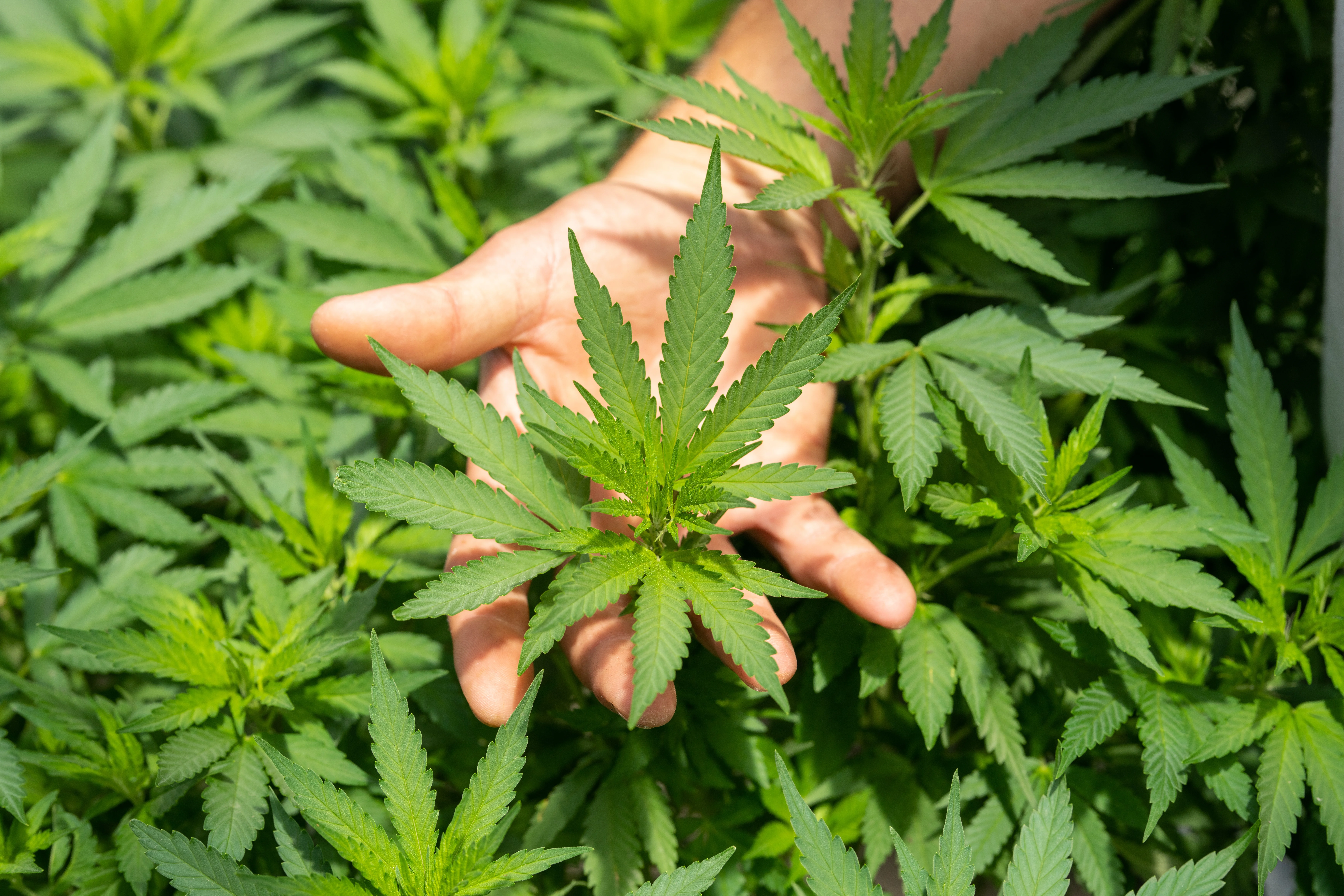 เช็กปริมาณสาร THC ในกัญชา มีผลต่อระบบจิตประสาท