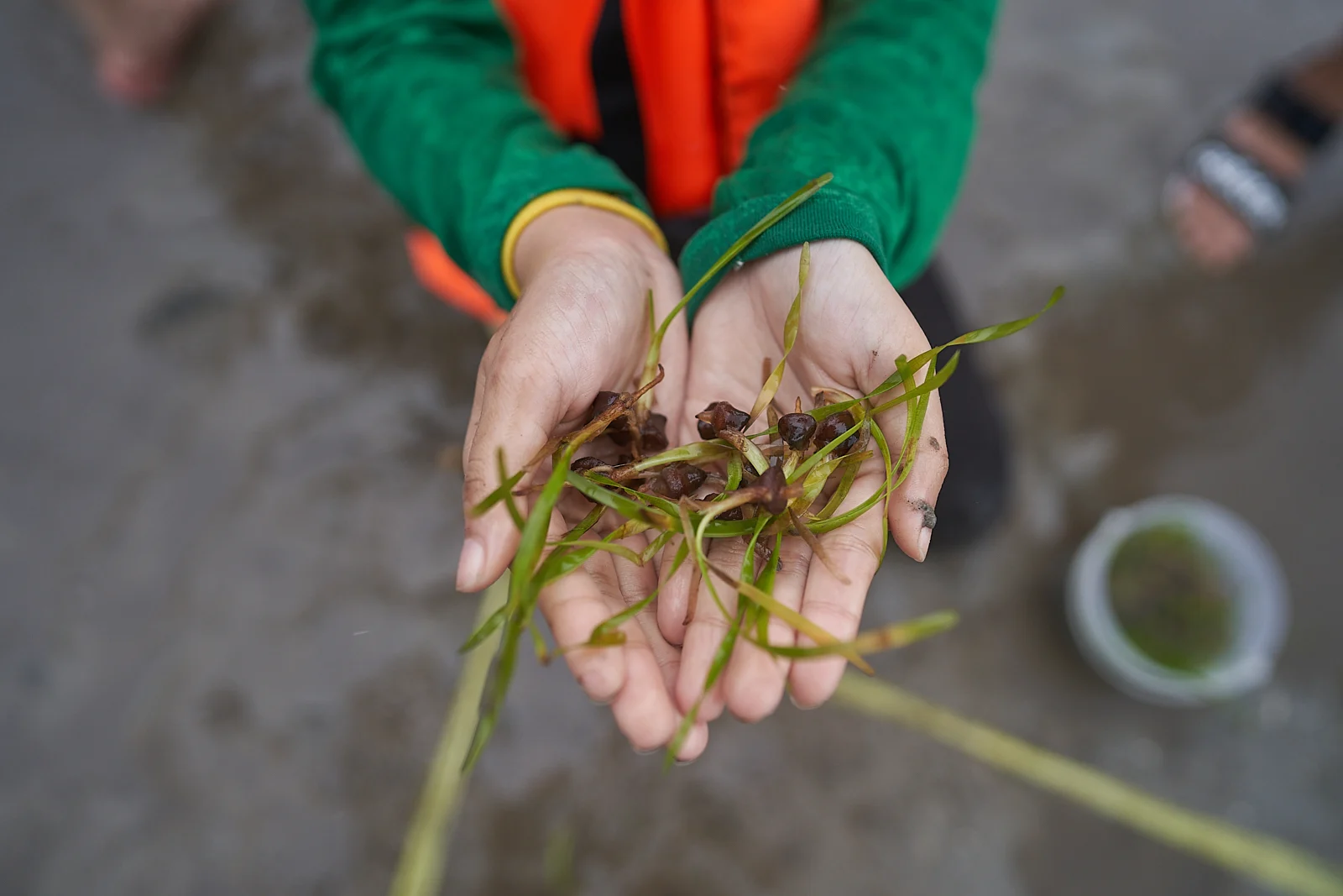 เอสซีจี ดึงคนรุ่นใหม่ ร่วมสร้างความตระหนักสิ่งแวดล้อมผ่านทริป ‘ใคร Make Change – ปลูกหญ้าทะเล @ ตรัง’