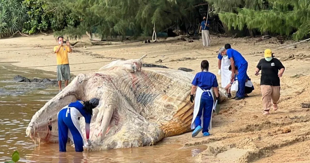 ผลผ่าชันสูตรซากวาฬบรูด้าเกยตื้น อ่าวแหลมไทร เกาะราชา จ.ภูเก็ต  พบถ้วยพลาสติกในลำไส้เล็ก 1 ใบ