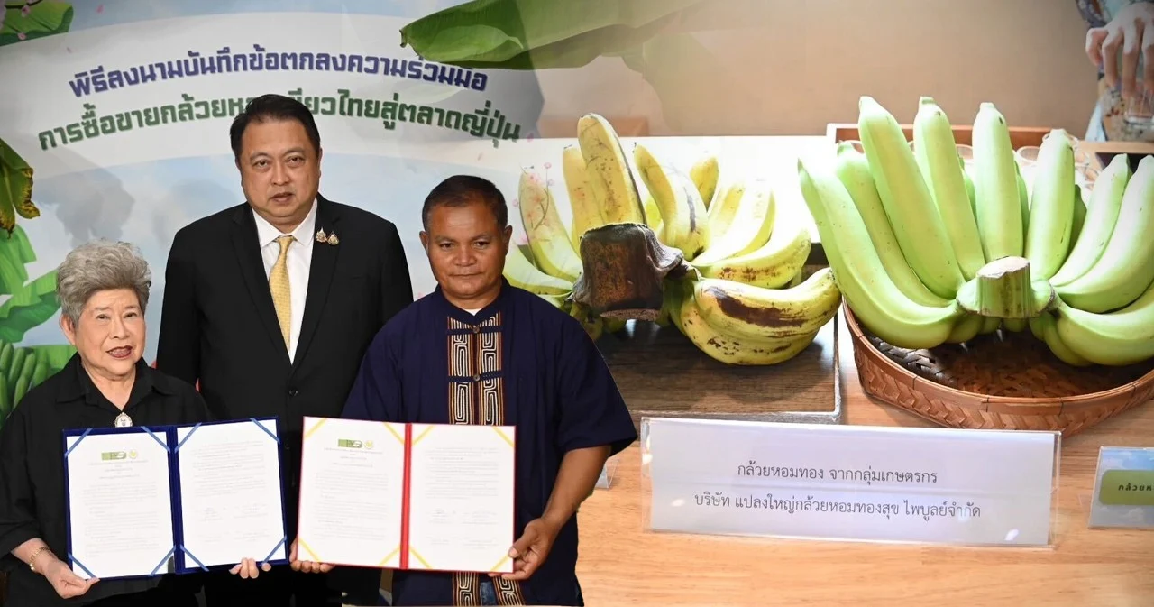 พาณิชย์หนุน “กล้วยหอมเขียว”  ส่งตรงสู่ญี่ปุ่น เพิ่มรายได้เกษตรกร  โอกาสทองในกรอบ JTEPA