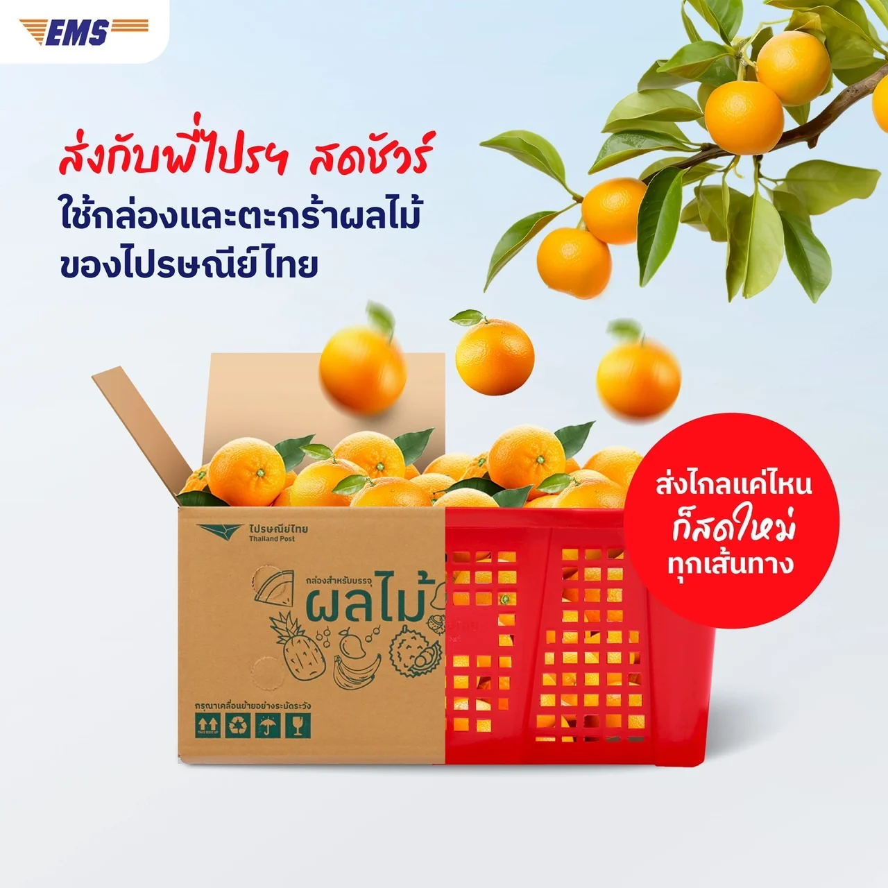 ‘ไปรษณีย์ไทย’ ชูบริการ EMS ส่งด่วนผลไม้ เปิด 4 ทริคแพ็กเพื่อคงความสดใหม่ตลอดเส้นทาง พร้อมเรียกใช้บริการ Pick Up Service ฟรี