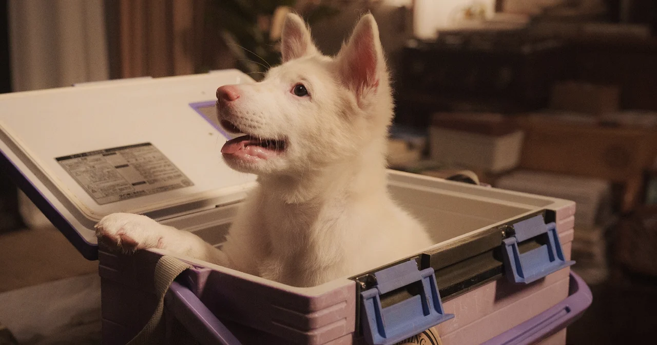 ไม่เลี้ยงหมา ดูได้ไหม? รีวิว ‘โกฮัง’ ฉบับคนไม่เคยเลี้ยงสัตว์